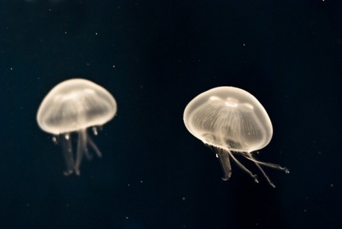 Jellyfish Twins Photography