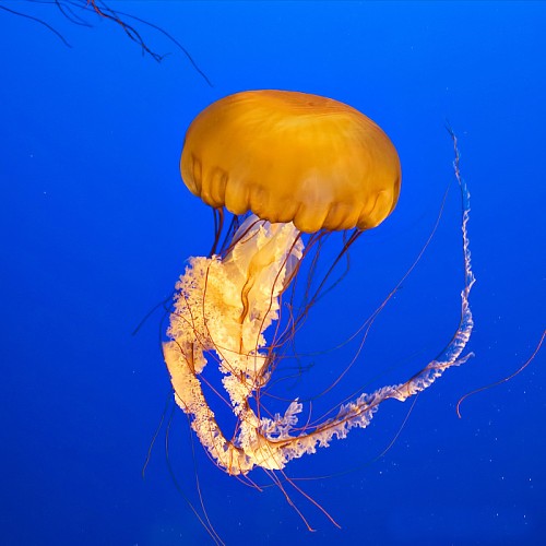 Squishy Jellyfish