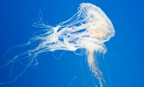 White Jellyfish Picture