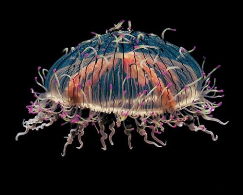 Wonderful Jellyfish Photo