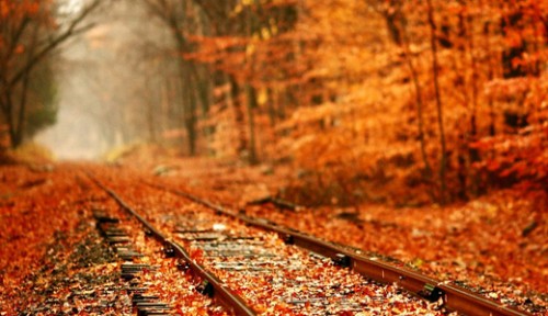 Railroad Tracks Thru the Forest
